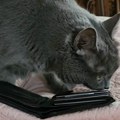 Mačka je pronašla novčanik pokojnog vlasnika: Zbog onoga što je uradila retko niko nije mogao da zaustavi suze