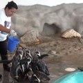 Alo! Na rođendanu Zoo Vrta - Nilski konji jedu lubenice, pingvini se baškare u bazenu, a foka je glavna atrakcija (video)