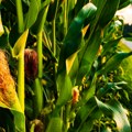 Ne gledajte kalendar: Agronomi savetuju oprez pred setvu kukuruza