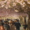 More ružičastih cvetova nadomak Torina - prizor koji na dve nedelje ostavlja bez daha (video)
