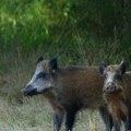 U Nemačkoj za godinu dana odstreljeno oko tri hiljade „radioaktivnih” divljih svinja