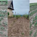 Led obrao luk, uništio šljive i kajsije Velika šteta od nevremena u trsteničkom kraju, vinogradari iz Poljne otpisali sezonu…