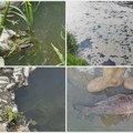 Nova svedočenja o pomoru ribe u Kolubari: Otrovani šaran, klen, deverika... (FOTO/VIDEO)