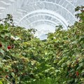 Kontrola malinjaka otkrila neslaganja, proizvođačima ostavljen rok od 15 dana da ažuriraju podatke