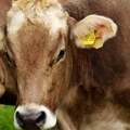 Velika pronevera EU subvencija: Grčka ima krave, ovce i koze koje u stvarnosti ne postoje, milioni pokradeni na “stoku na…