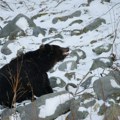 Hodaju u polusnu, kao omamljeni! Biolog Beo zoo vrta objasnio šta se krije iza bizarnog ponašanja medveda širom sveta: Evo…
