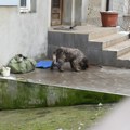 Potresna scena u dvorištu savine kuće: Pas se ne odvaja od šahta u kojem je poginuo njegov voljeni vlasnik (foto)