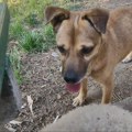 Vlasnici mislili da je pas Žuća mrtav! Čudesna priča iz Beograda, posle 5 godina im zazvonio telefon