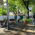 Uređenje blokovskog zelenila u ulici Dragiše Cvetkovića