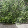 Vetar lomio drveće po Leskovcu, potopljene gradske ulice – VIDEO