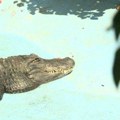 Beo zoo vrt proslavio 88. rođendan: Najpoznatiji i najstariji stanovnik aligator Muja