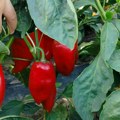 Paprika koju proizvodi Čila Tomić iz Lazareva našla put do mnogih kupaca