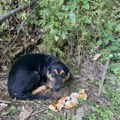 (Nisu) krivi što su živi – Zašto je sve više uličnih pasa u Kraljevu?