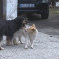 Psi umirali u strašnim mukama, pred kapijama vlasnika: Novi jeziv slučaj masovnog trovanja u Srbiji