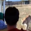 Muškarac poginuo nakon što ga je lavica napala u zoološkom vrtu: Pojavio se jeziv snimak (video)