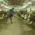 "Trgovinski sektor iscrpljuje selo, država mora da reaguje": Zašto su proizvođači mleka u minusu?