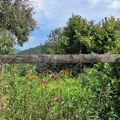 Najdirljiviji video sa srpske planine kruži mrežama: Popeli se na drvo, dozivali majku, usledio filmski obrt