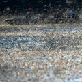 Festival cvetanja Tise četrnaesti put u Senti