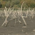 Bačkotopolsko jezero na istorijskom minimumu: "Pitanje je da li će akumulacija preživeti još jedno leto"