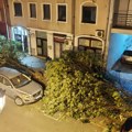 Posledice nevremena u Novom Sadu: Oboren kran na Detelinari, drvo palo na trafiku, srušio se koprivić u centru grada (VIDEO)