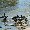 Danas sunčano vreme, temperatura do 37 stepeni