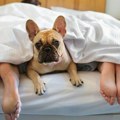 Da li psi treba da spavaju u kući ili dvorištu? Veterinari konačno dali odgovor, a na ovo obavezno obratite pažnju!