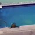 Foki dosadilo more pa rešila da se okupa u bazenu: To joj nije bilo dovoljno, pa se pretplatila na "all inclusive"