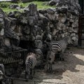 Zebra ugruvala dečaka (2) i muškarca, žena prevezena na VMA: Novi detalji drame u BG Zoo vrtu