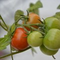 Парадајз са Галапагоса "еволуира уназад"