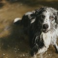 Pronađena nestala Moli: Border koli preživeo nedelju dana u divljini nakon pada vlasnice niz vodopad