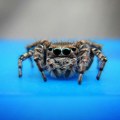 U vozu u Nemačkoj pronađeno 20 tarantula u paketima