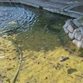 Turistička atrakcija ili ekološki nemar: Fontana umesto turista privlači mrtve ptice