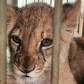 Mladunče lava u lošem stanju u Zoo vrtu na Paliću