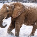 "Ovako isto i ja podnosim hladnoću" Snimak slona koji je ugledao sneg nasmejao mreže: Zbog onoga što je uradio ljudi plaču od…