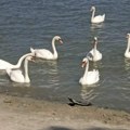 Nizak vodostaj na rekama, na Dunavu, Savi i Tisi kod Titela narednih dana ispod niskih plovidbenih nivoa
