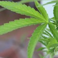 Јаи анд Силент Боб добијају фарминг сим у којем се узгаја марихуана