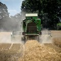 Više od polovine žetve pšenice u srednjoj Bačkoj završeno, prvi rezultati brinu