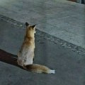 Lisice šetaju gradom: Beograđani na ulicama često zatiču divlje životinje