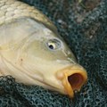 Pojačane kontrole prodaje ribe u Srbiji: Kako da prepoznate da li je riba sveža