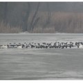 Uskoro počinje akcija brojanja ptica u Srbiji – „Ptice moje hranilice“