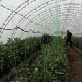 Najveća fabrika povrća nalazi se u Samarinovcu - polja poprika, paradajza, lubenica zaprašuju bumbari
