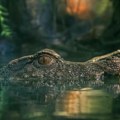 Uzbuna u Engleskoj - lažna glava krokodila u bari