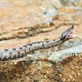 Kraljevčani uplašeni zbog najezde zmija otrovnica: „Najbitnije je da ne paničimo“