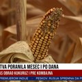 Jesenja žetva poranila mesec i po dana: Agroanalitičar za "Blic TV" o toplotnom talasu i suši koji su obrali kukuruz i pre…