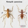 Srpski entomolozi otkrili su novu vrstu insekta i nazvali je po Ivani Španović