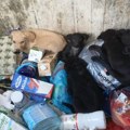 Čuo čudne zvuke iz kontejnera, pa reagovao u zadnji čas: Sabijeni i preplašeni među otpadom ugledali su ga oni