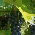 Ministar poljoprivrede najavio nastavak ulaganja u vinogradarstvo i vinarstvo