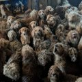 Ovo nije AI, ovo je istina! U kući pronađeno 250 zapuštenih pasa, niko nije hteo da poveruje da je stvarno - iza svega su…