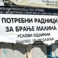U susret novoj sezoni branja voća: Kolike su dnevnice berača u Srbiji i da li moraju biti prijavljeni?