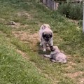 "Meda uskoro ide u novi dom, imaće svoje stado da čuva" Najteže mu da se od mame odvoji! Najlepše slike iz srpskog sela (video)…